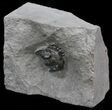 Enrolled Greenops Trilobite - New York #44666-3